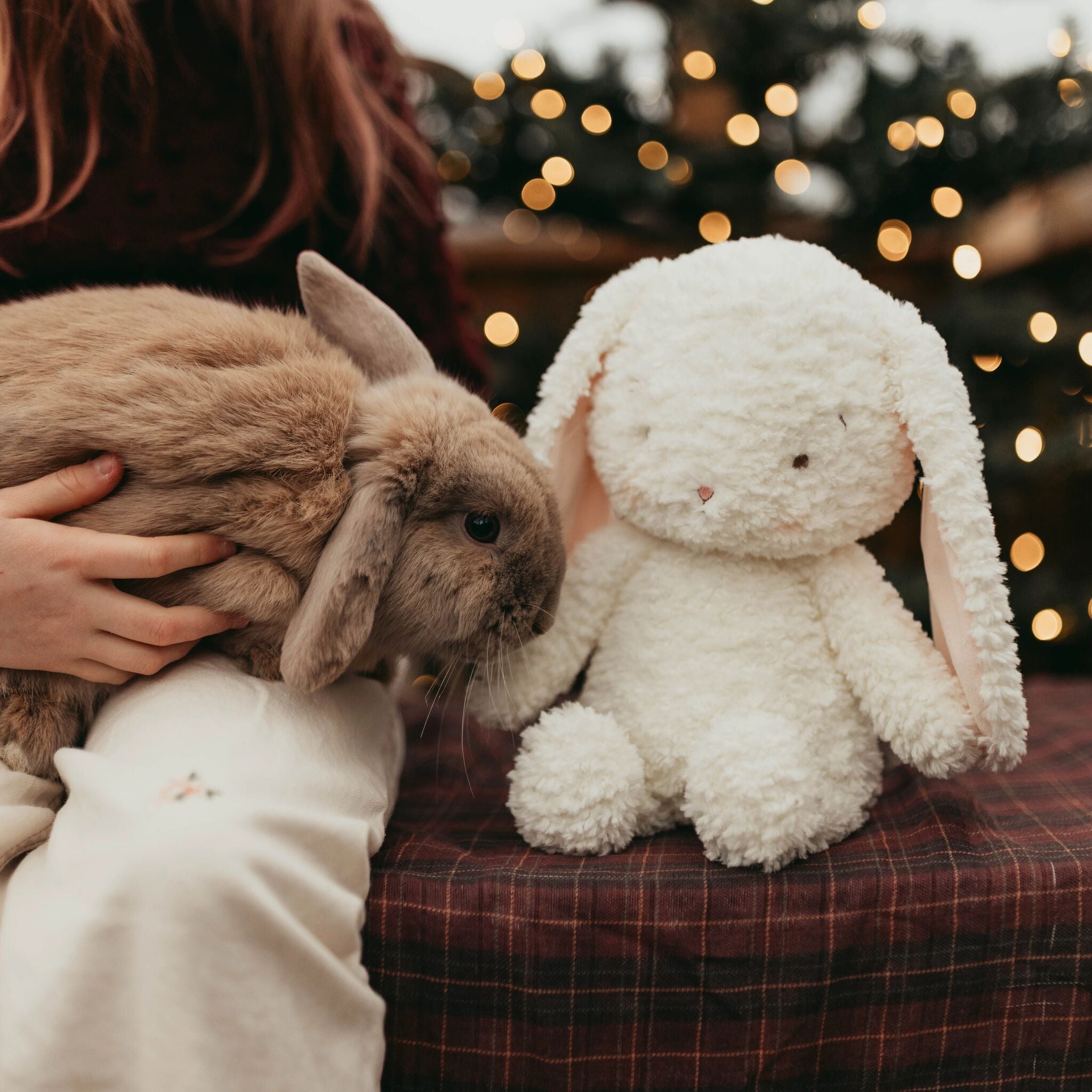 Person holding a real rabbit next to a plush rabbit toy with blurred lights in the background