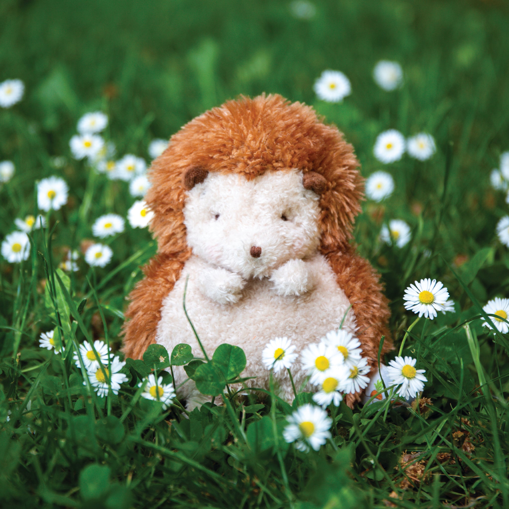 190235: Smidgen The Hedgehog