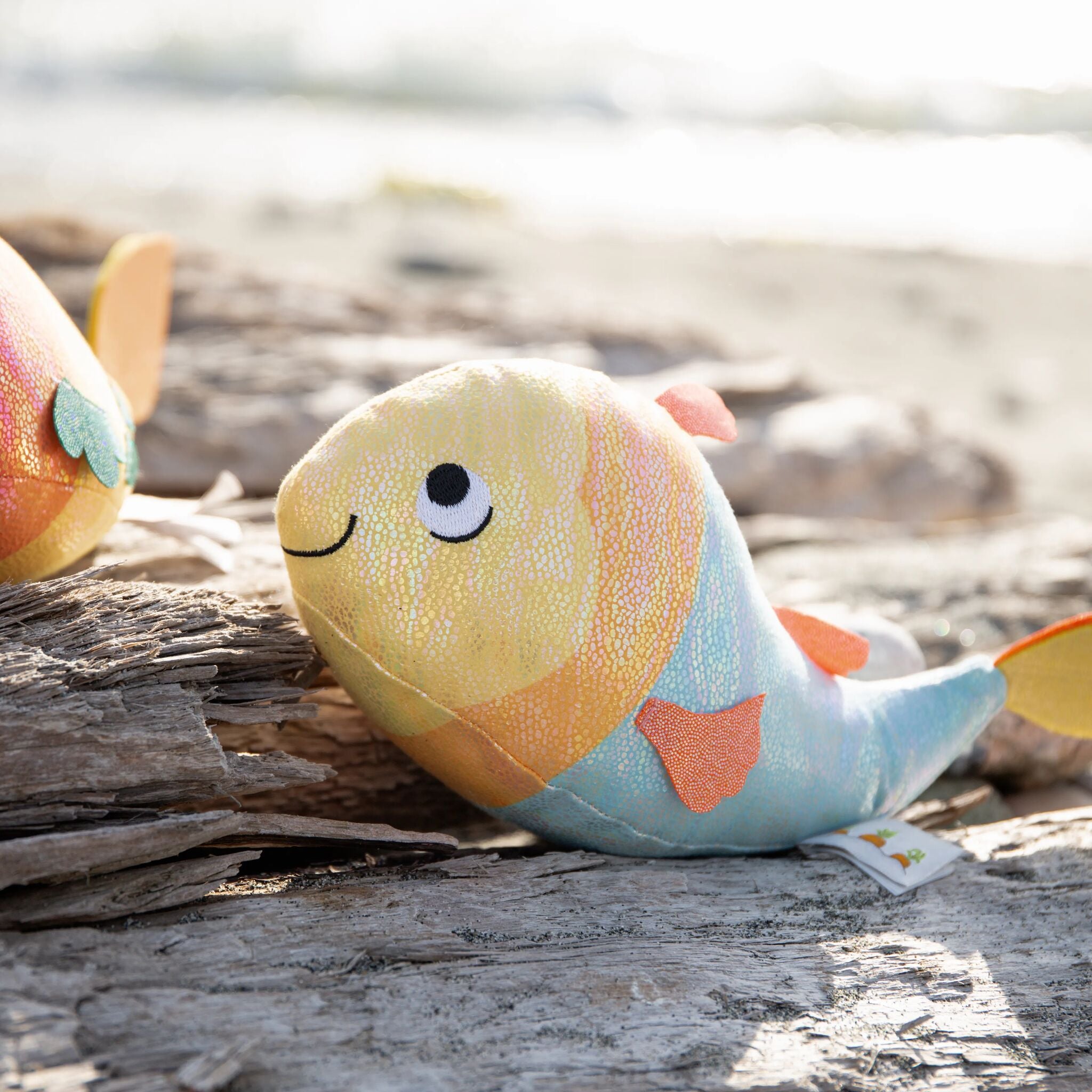 190627: Gus the Guppie