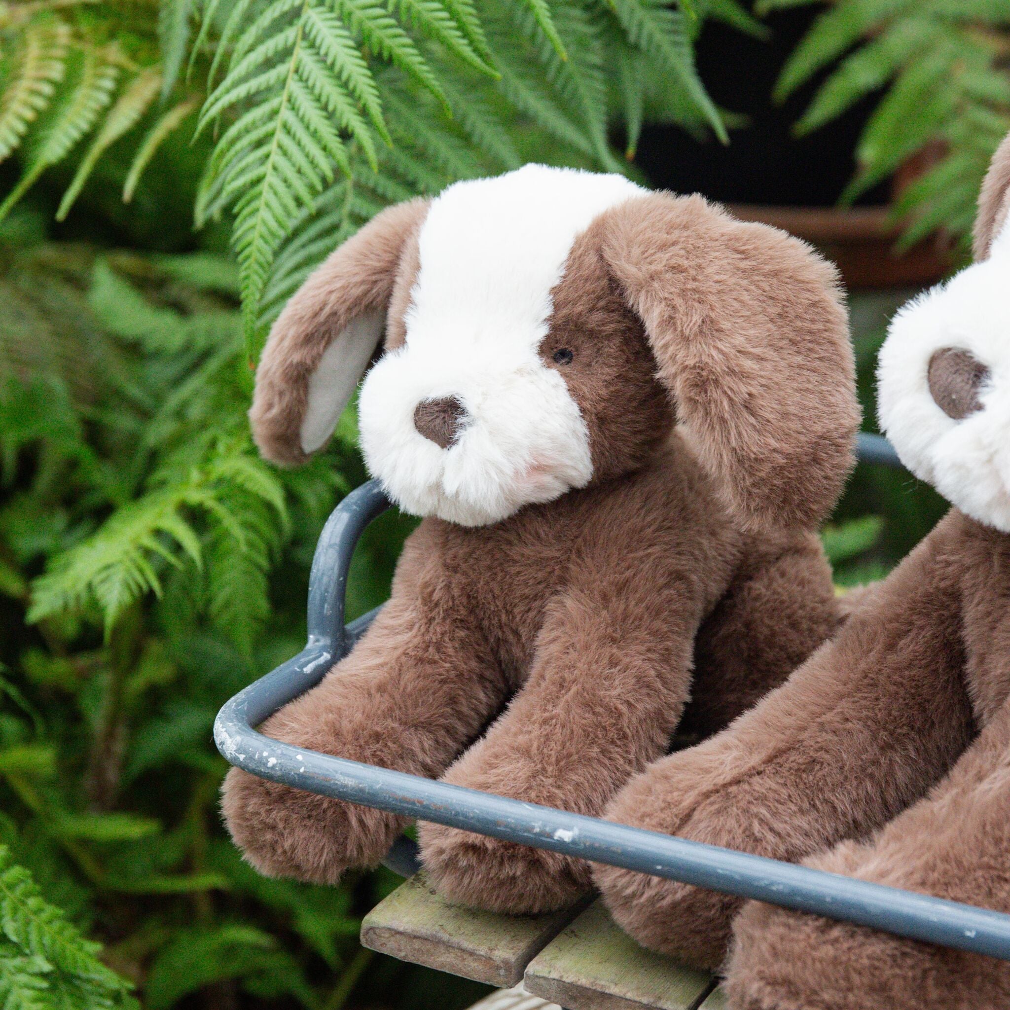 190643: Little Floppy Mutt - Cocoa