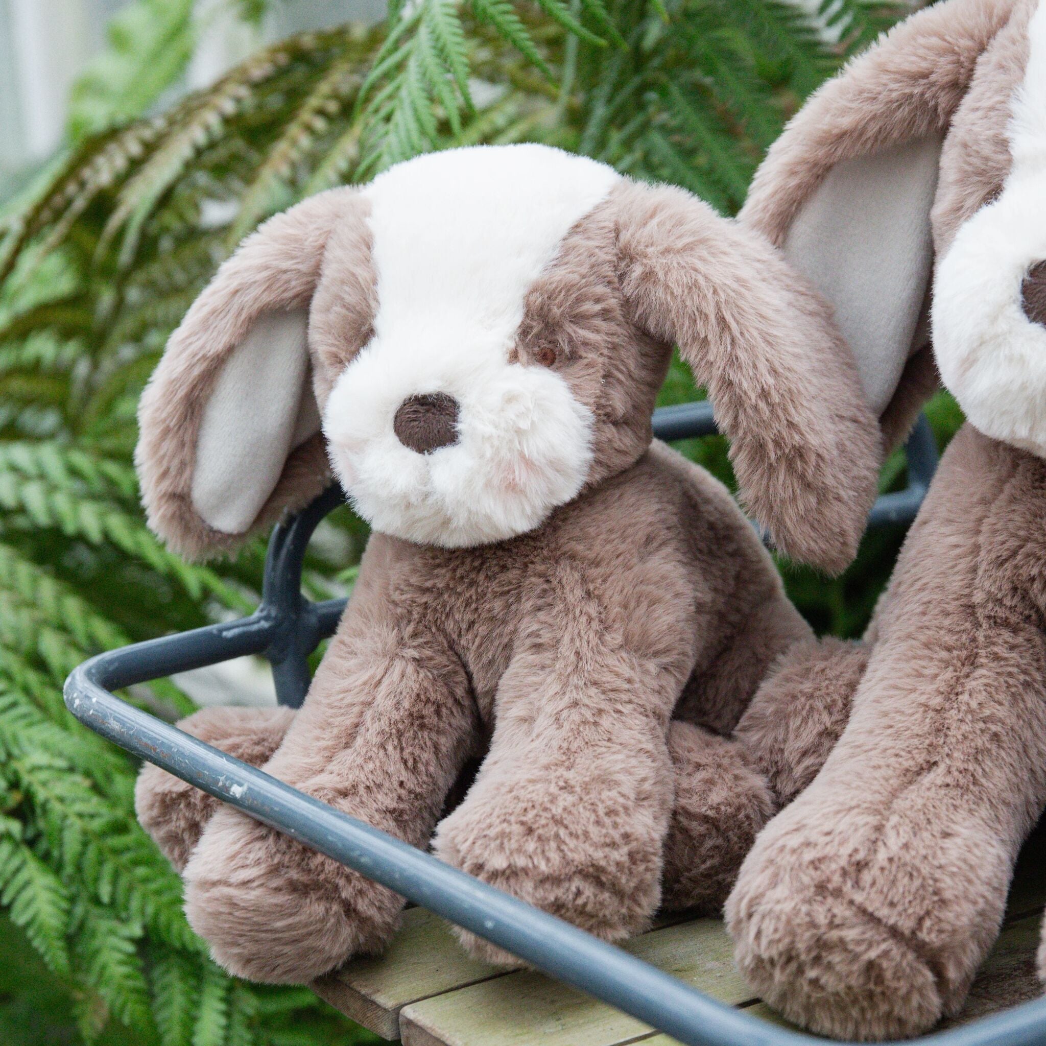 190644: Little Floppy Mutt - Toffee