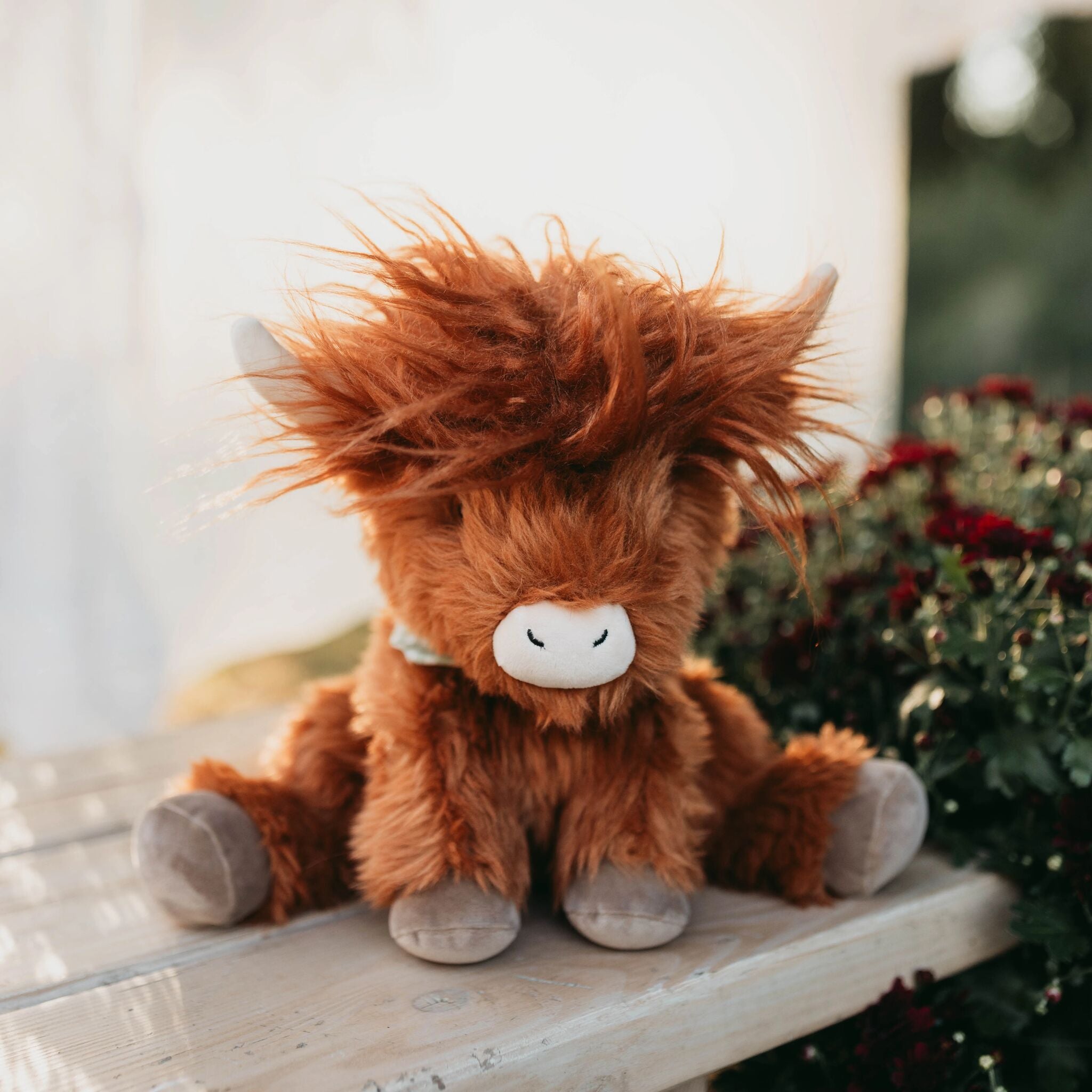 190511: Hamish the Highland Cow