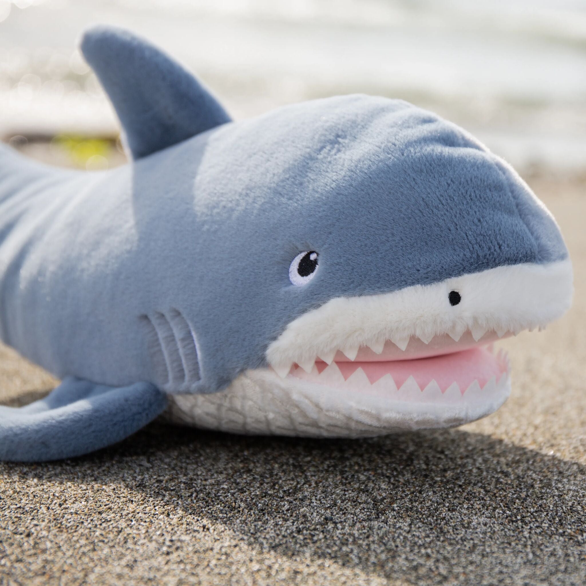 190629: Axel the Shark